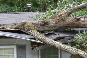 Residential house roof damaged by oak tree