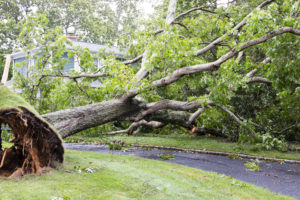 A neighbor's tree gets blown down by windstorm falling on to a house and over the driveway also taken down the power lines.